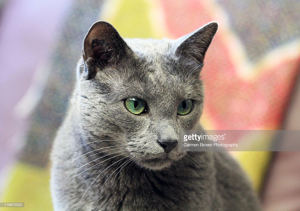 gettyimages-119970320-1024x1024.jpg