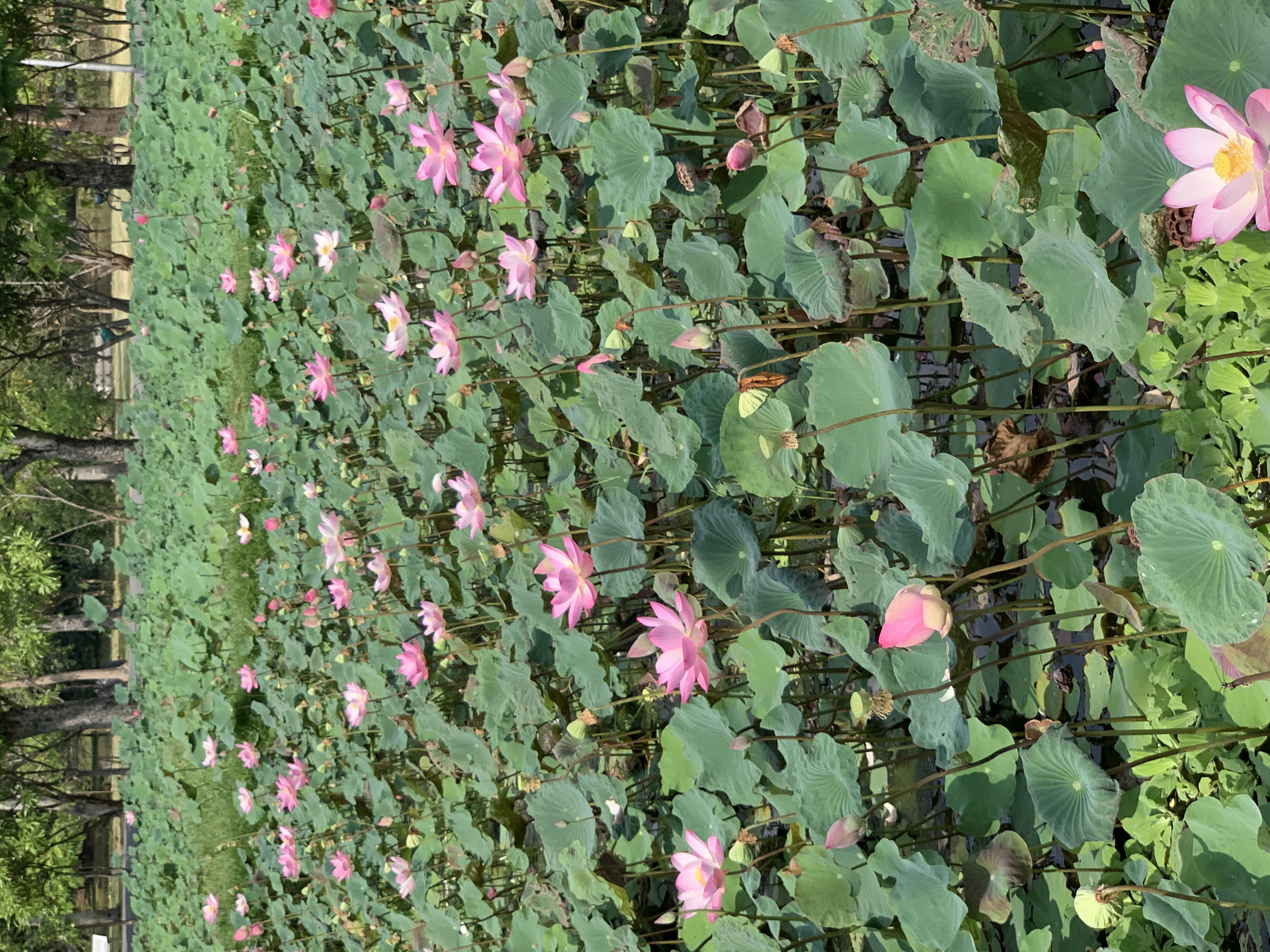 Lotus Pond10.jpg