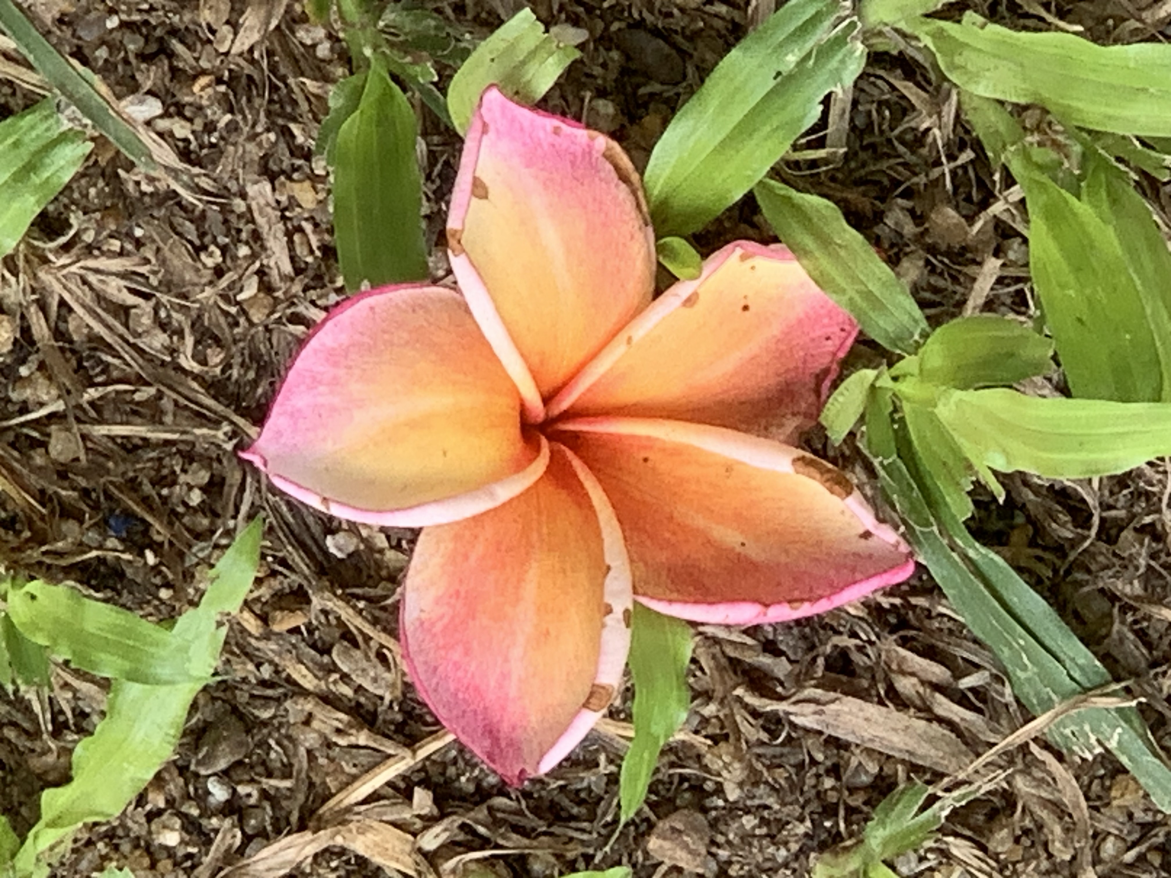 flower302.jpg