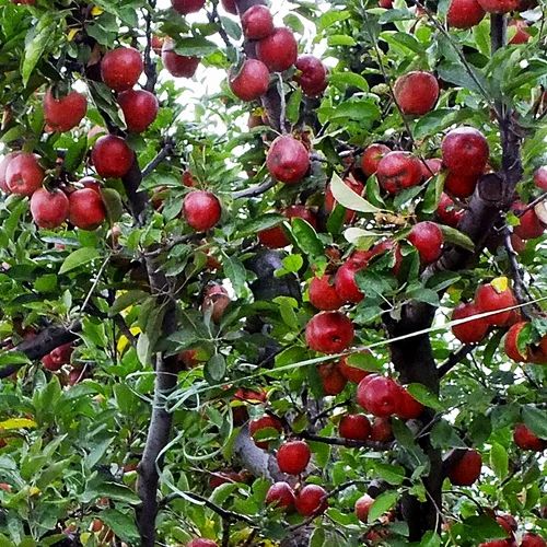 kashmiri-apple-500x500.jpg