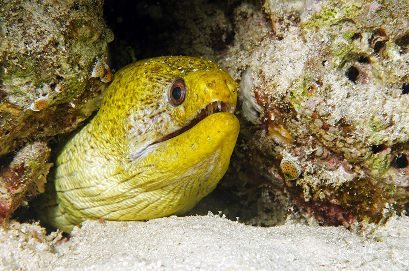 murène jaune3.jpg