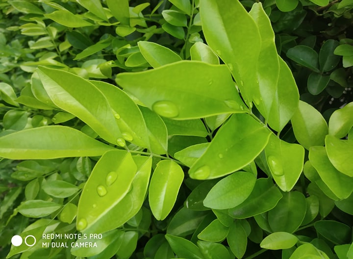 green leaf1.jpg
