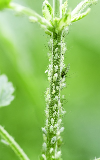 aphid.jpg