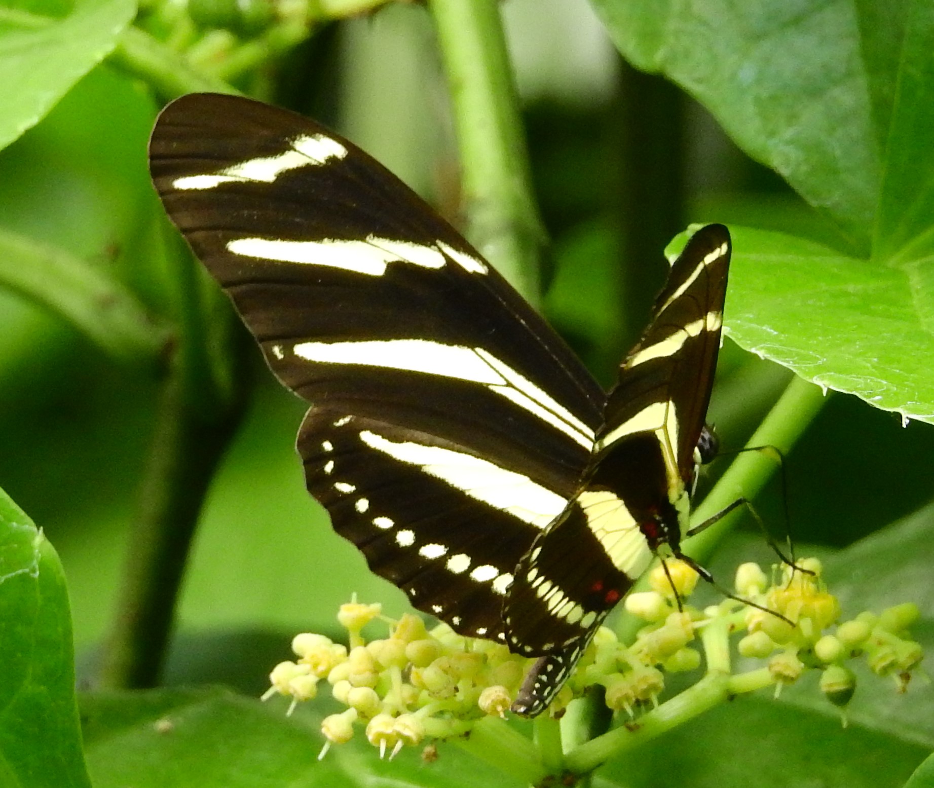 DSCN9730crop.jpg