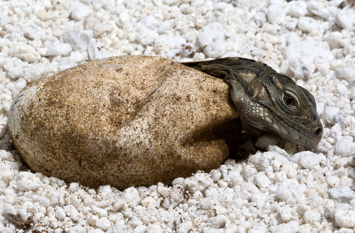 animals-lizards-baby-grandcayman (1).jpg