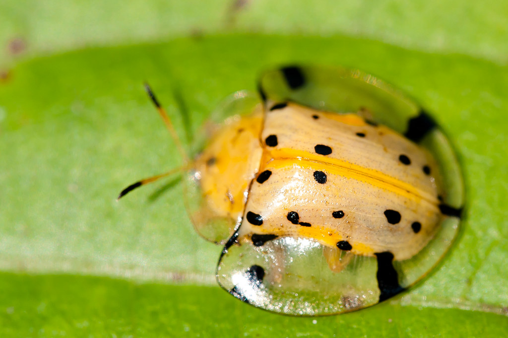 tortoise shell beetles are beetles that resemble ladybugs with shells that ...