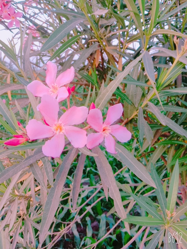 B612_20210419_181332_832.jpg