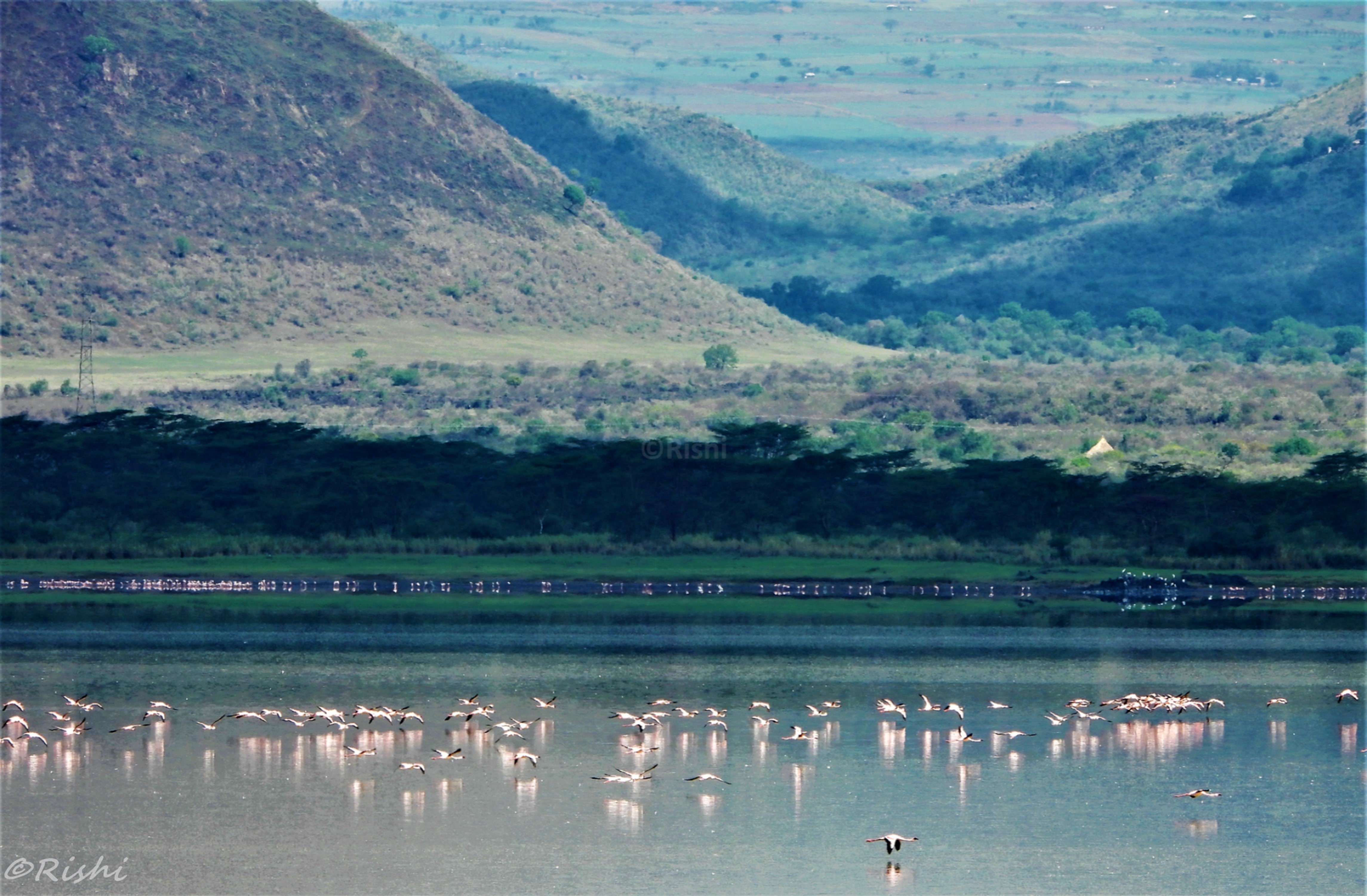 DSCN4098flamingoes.jpg