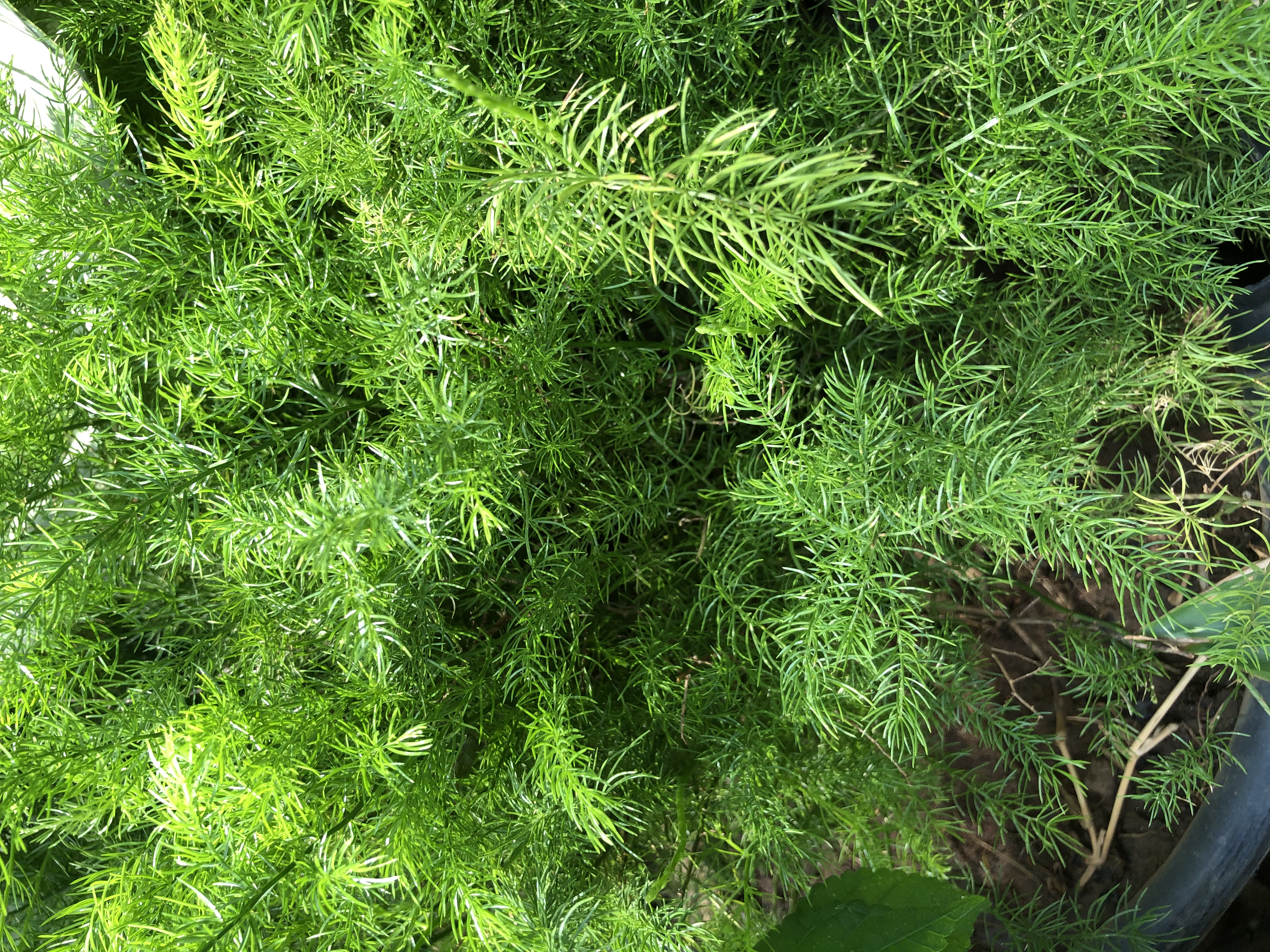 E69857D4-81B7-4F4B-98AA-A56DACBC8A41.jpeg