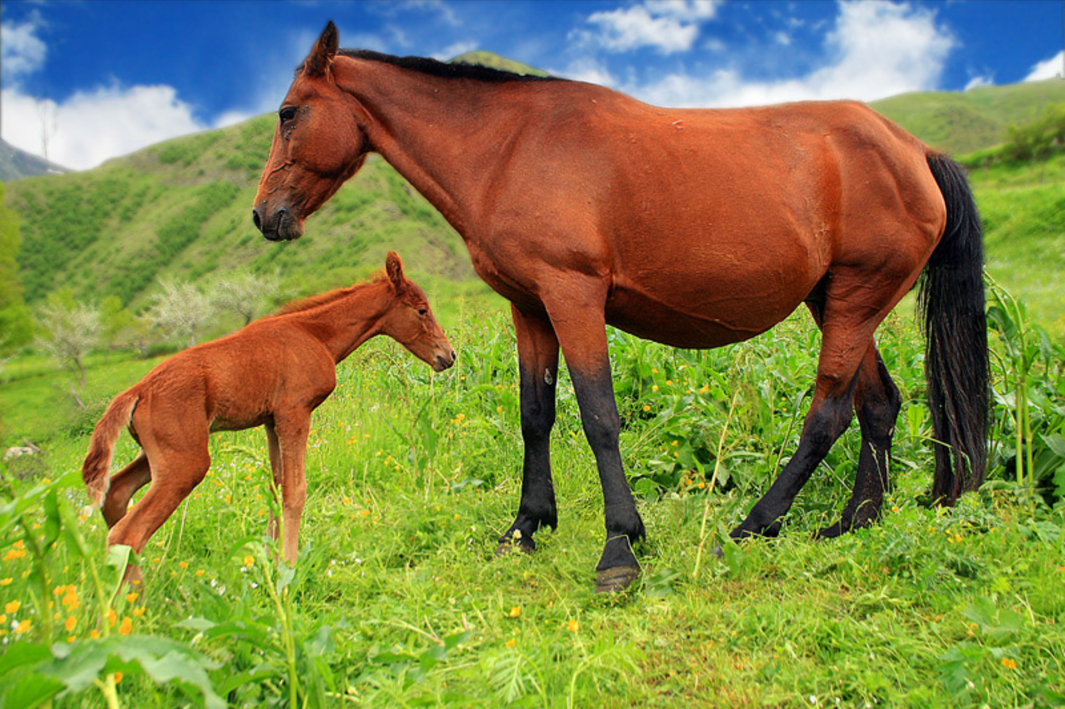 horses-4099855.jpg