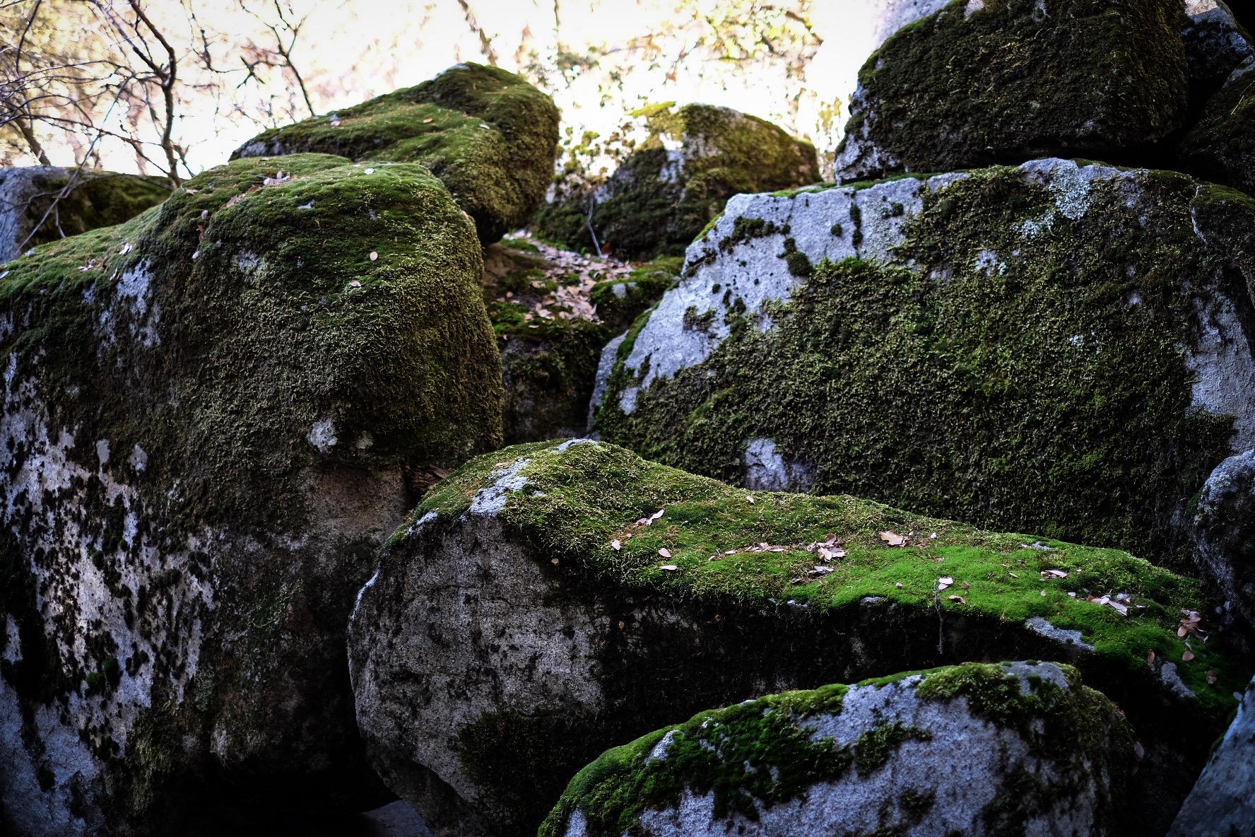 C0374983-748C-480E-A89A-949A33D504E4.jpeg