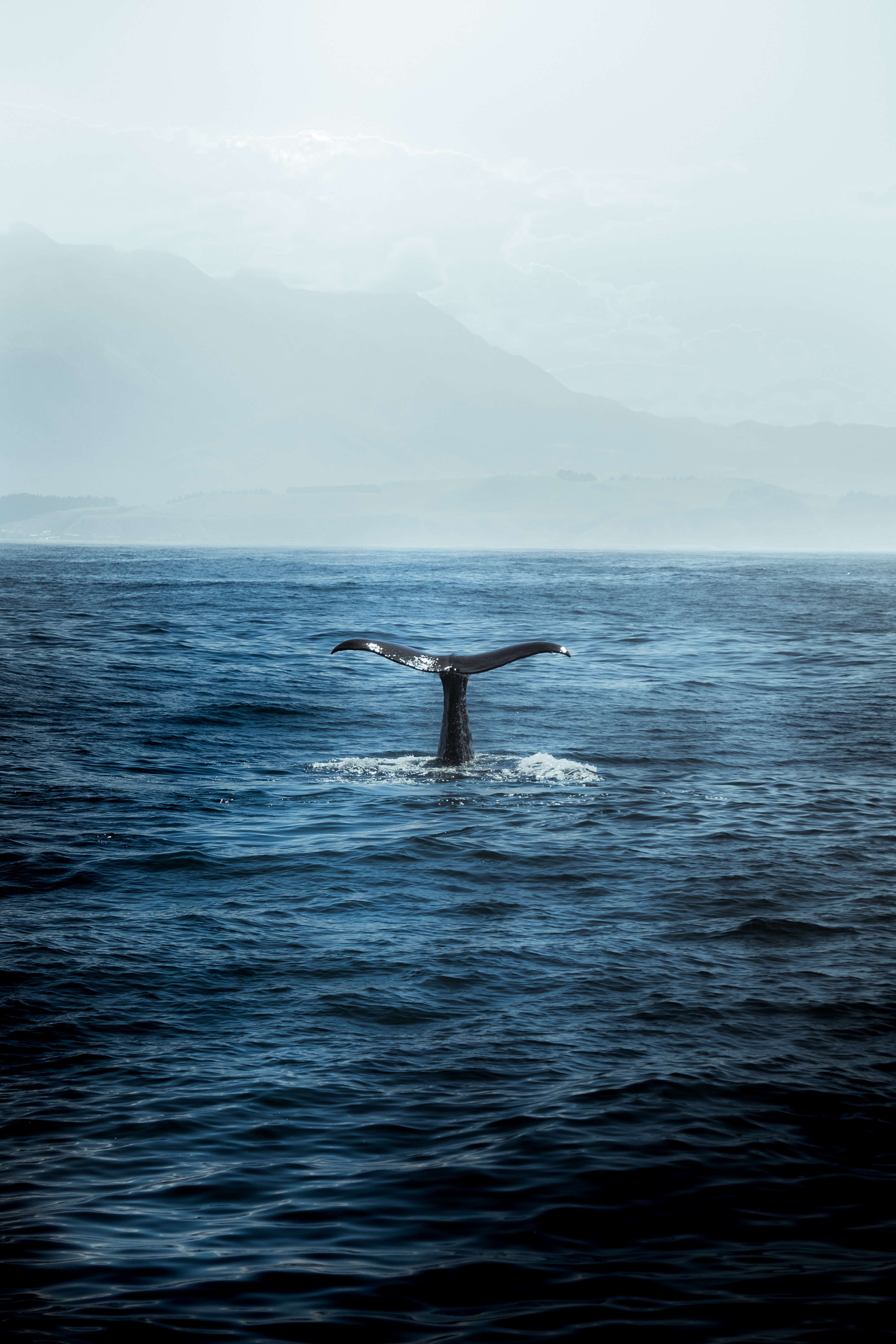 iswanto-arif-VziuvwpGatM-unsplash.jpg