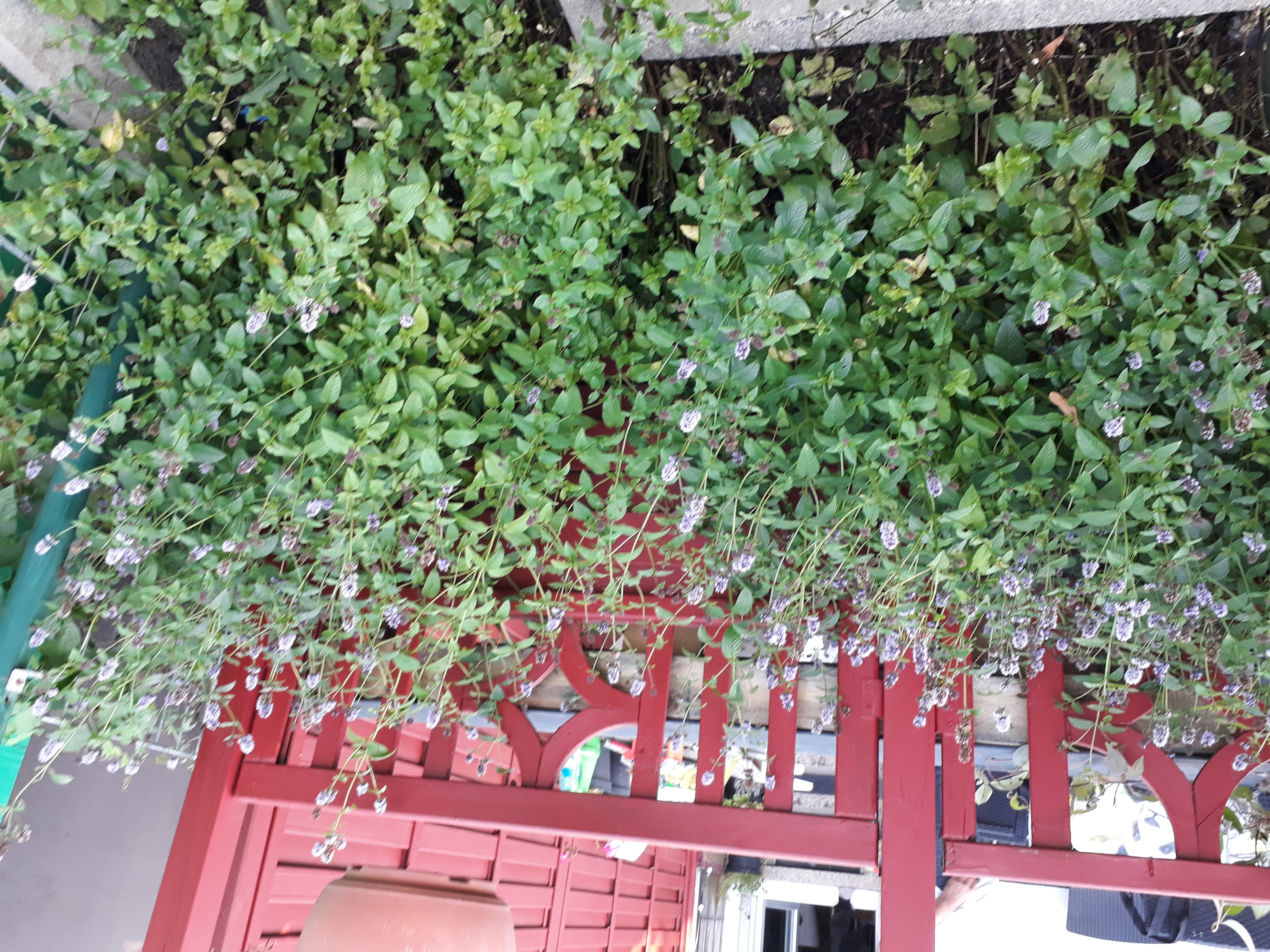 20210905_183144.jpg