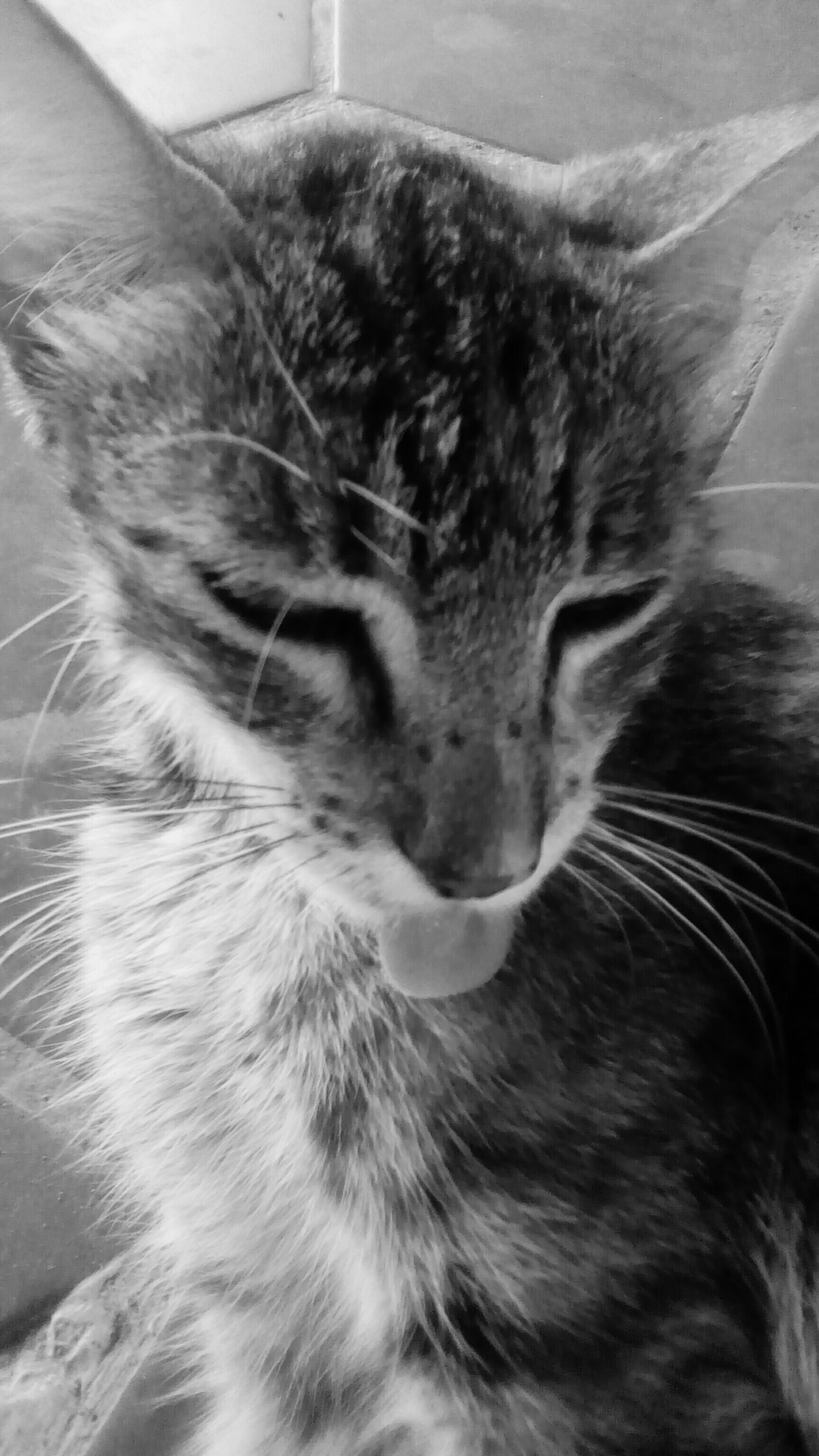 gata.jpg