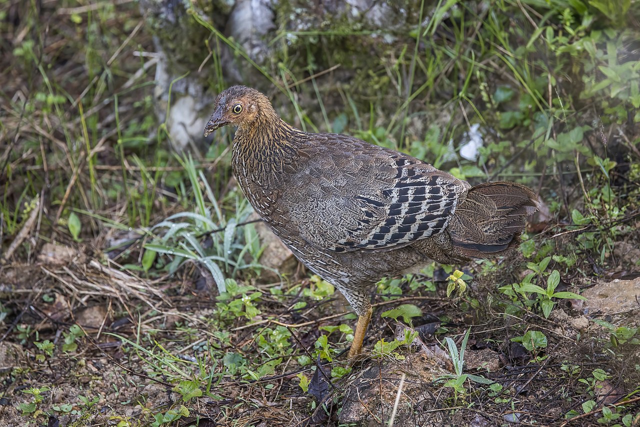 Sri_Lanka_Junglefowl_(Gallus_lafayettii)_female.jpg