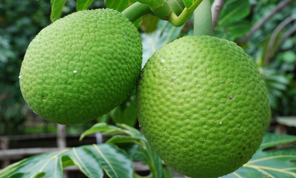 Breadfruit.jpg