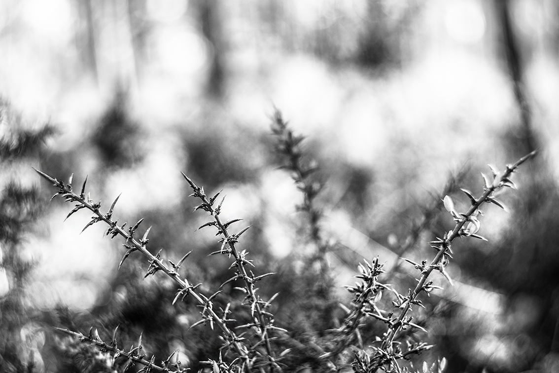 DSC01703-BW-2-WE.png