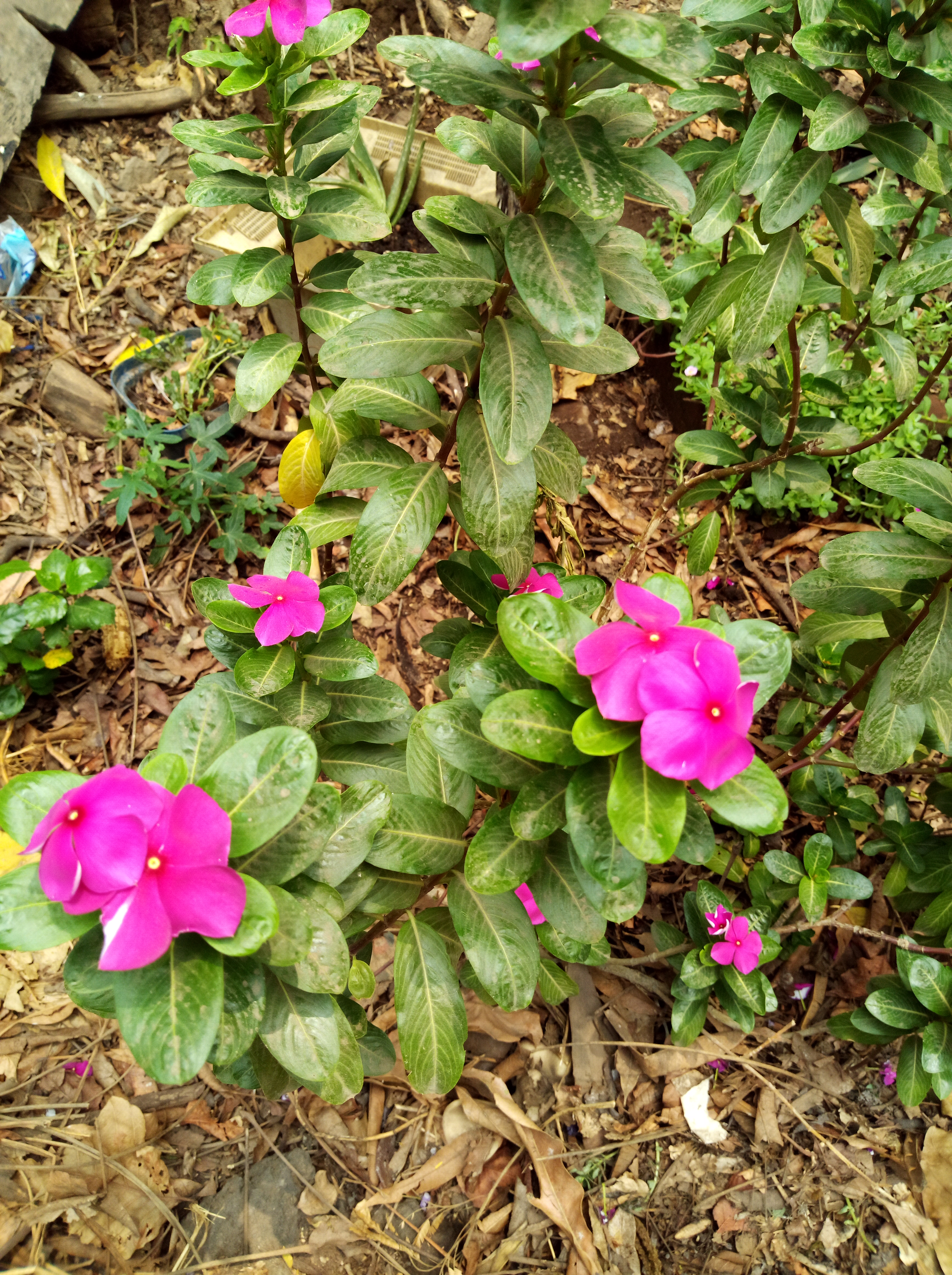 Chula una bella flor medicinal. — Steemit