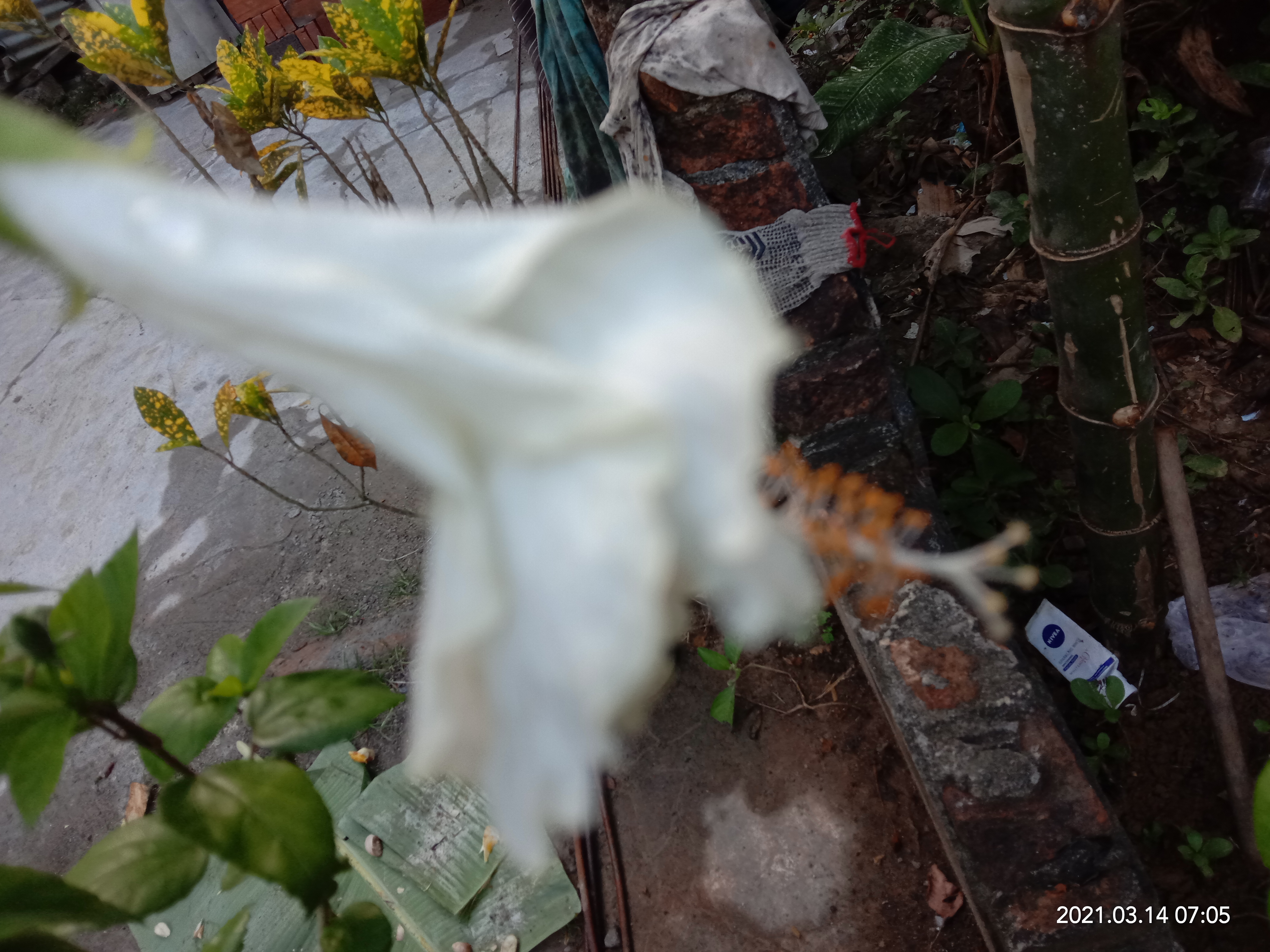 IMG_20210314_070544.jpg
