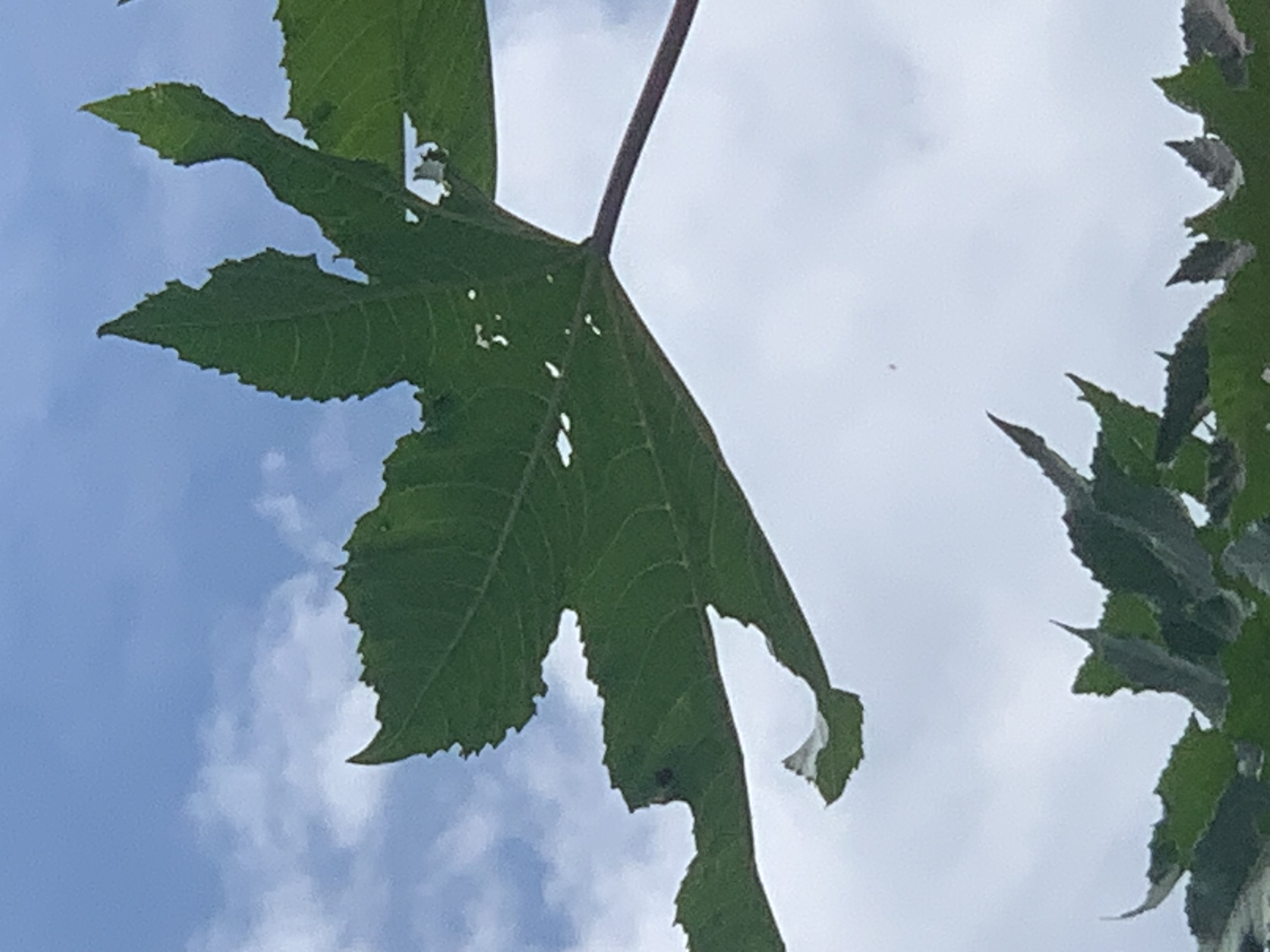 nature610.jpg
