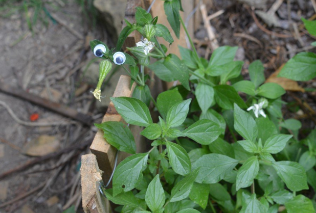 Alien threat