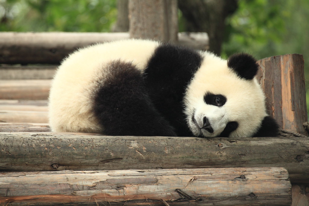 Pandachen.jpg