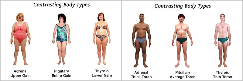 The Average Human Body — Steemit