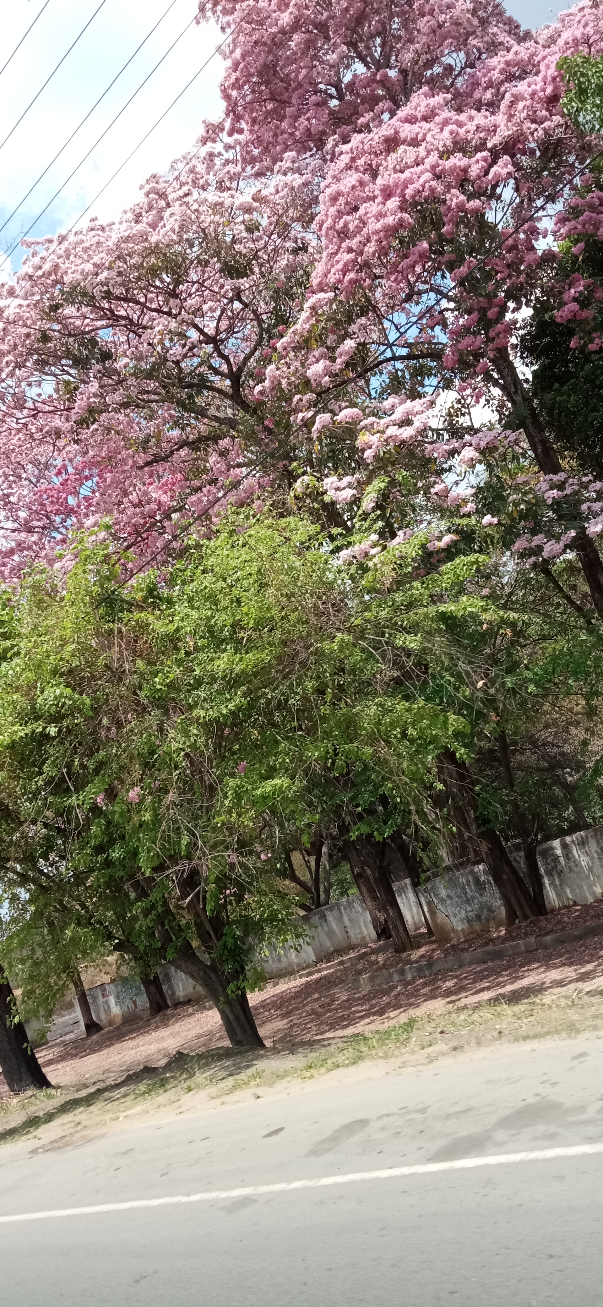 IMG_20210407_120148.jpg