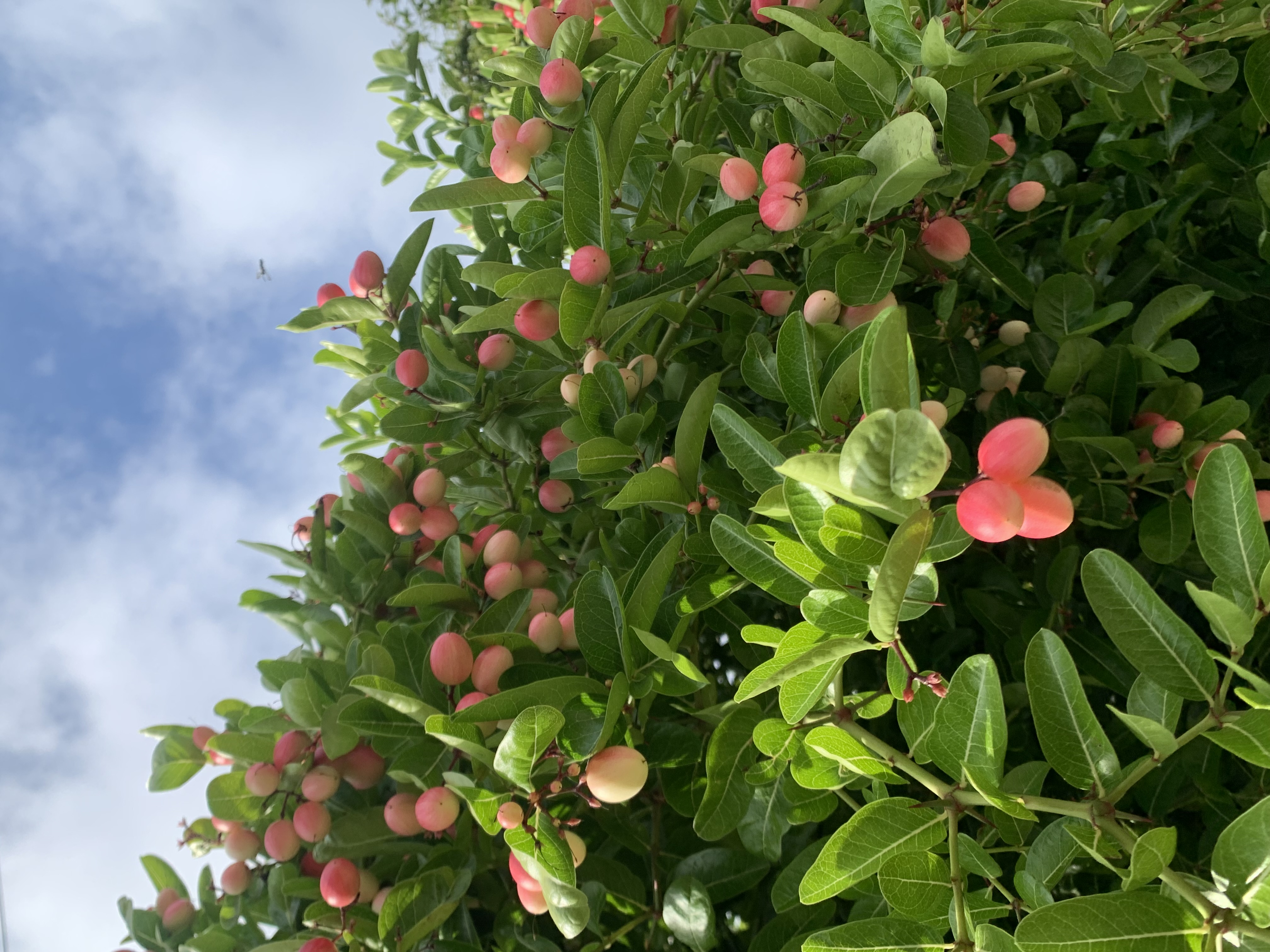Awesome plant5.jpg