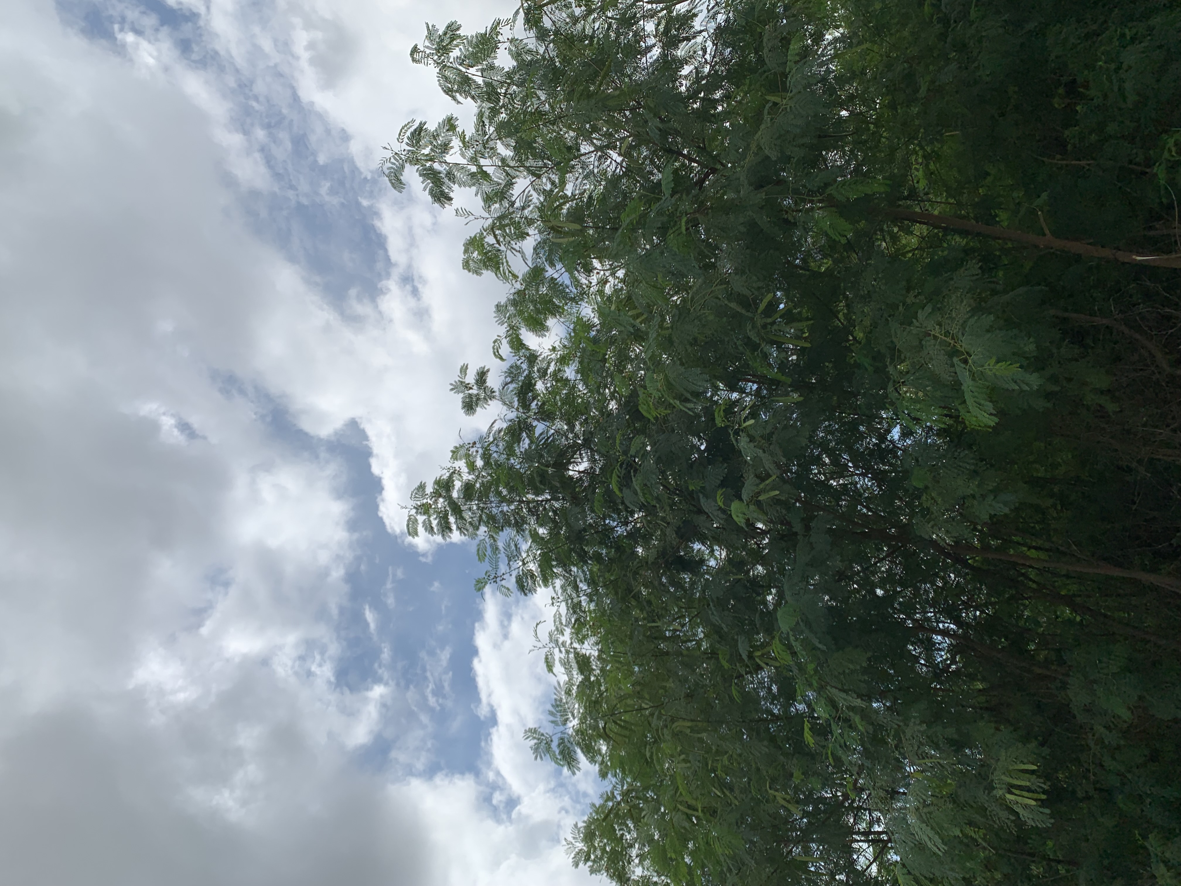 nature403.jpg