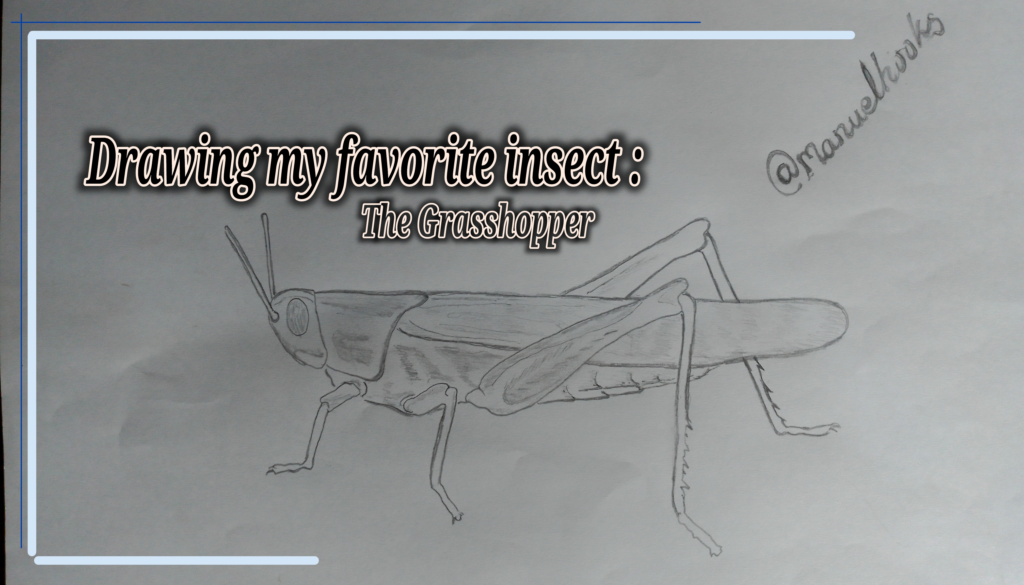 grasshopper drawing
