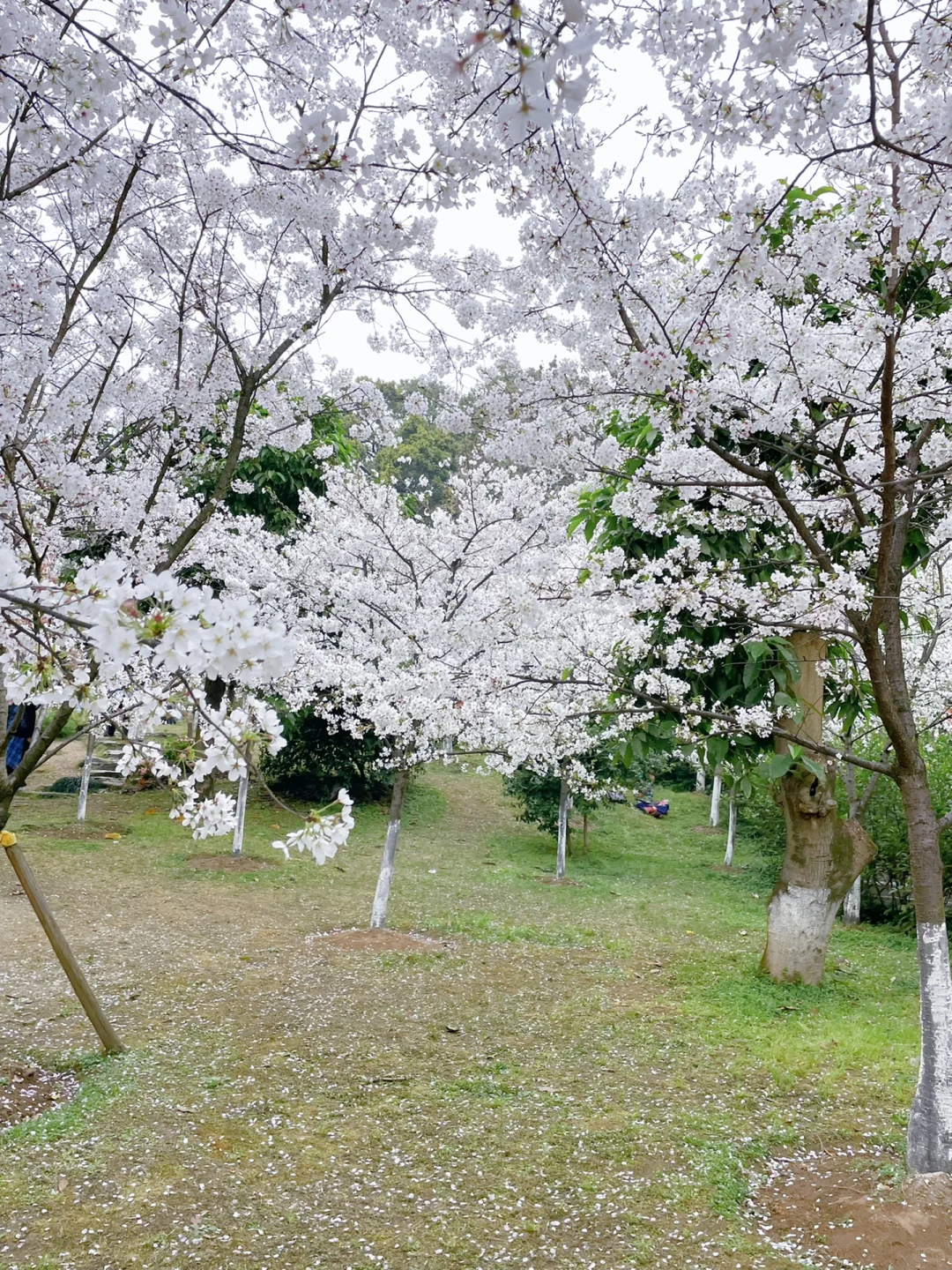 188.webp