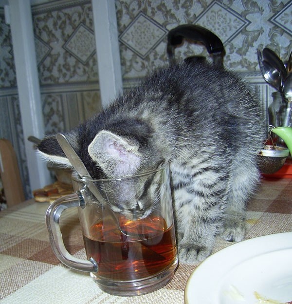 Коту можно чай. Котенок с чаем. Кот с чашкой чая. Кот пьет чай. Котик пьет чай.