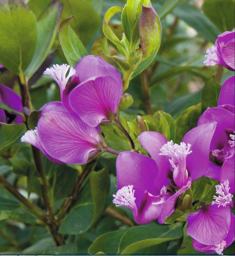 polygala-2.jpg