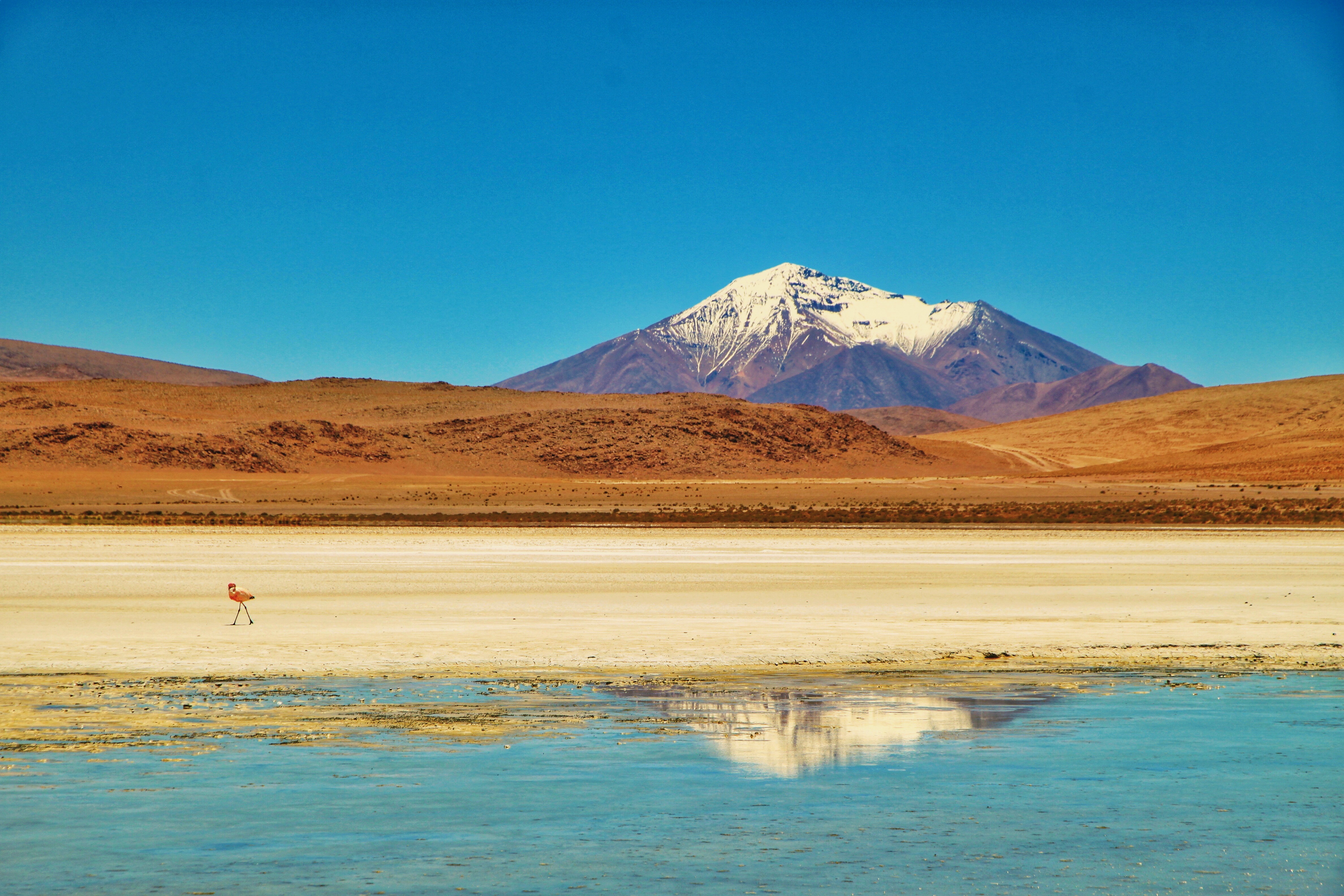 FlamingoBolivia @Donica.JPG