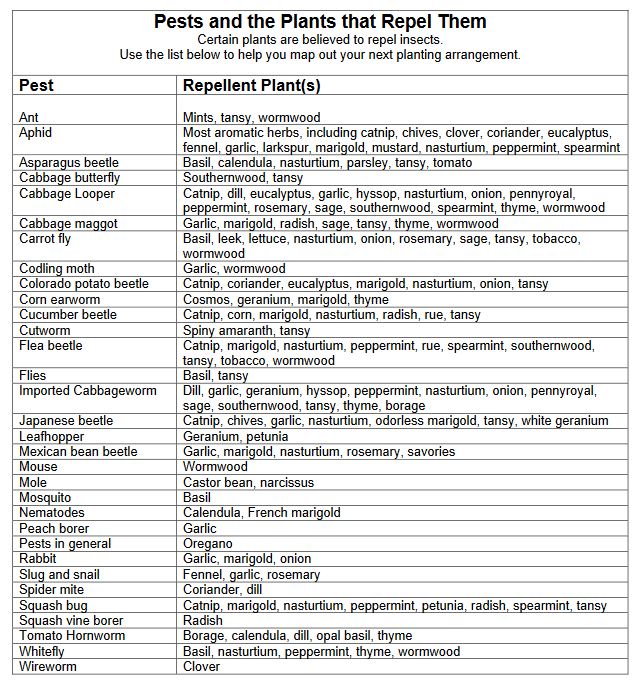 plants and the pests that they repel.JPG