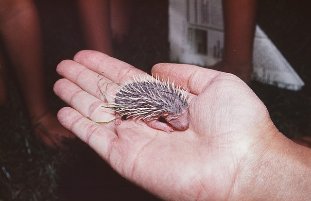 hedgehog-5148711_640.jpg