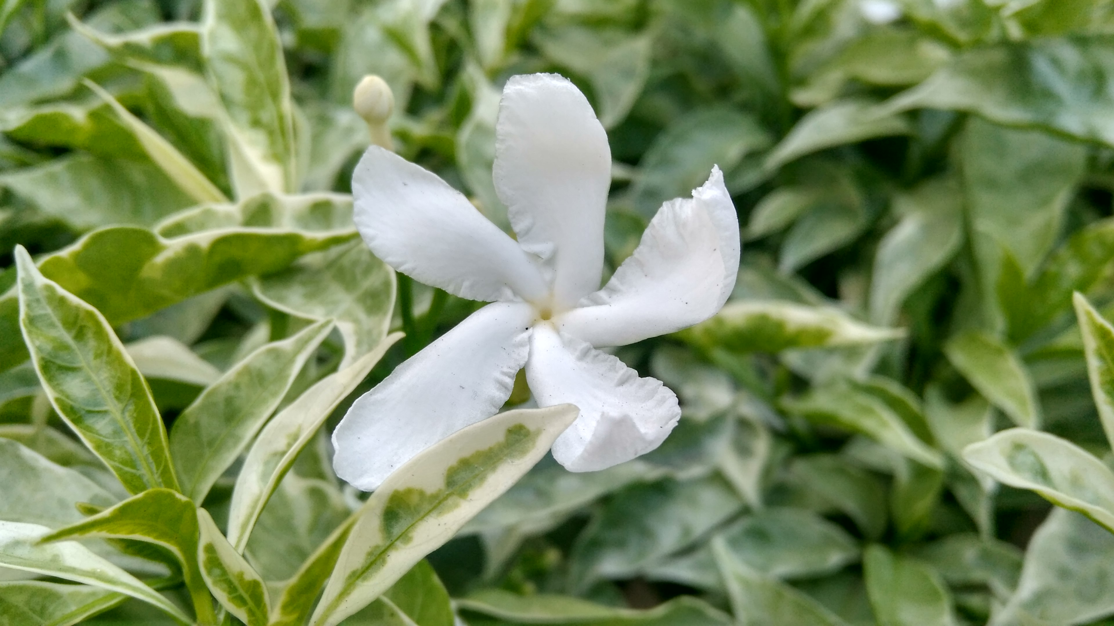 Pesona Keindahan Bunga Berwarna Putih Lewat Sebuah Fotografi Weku