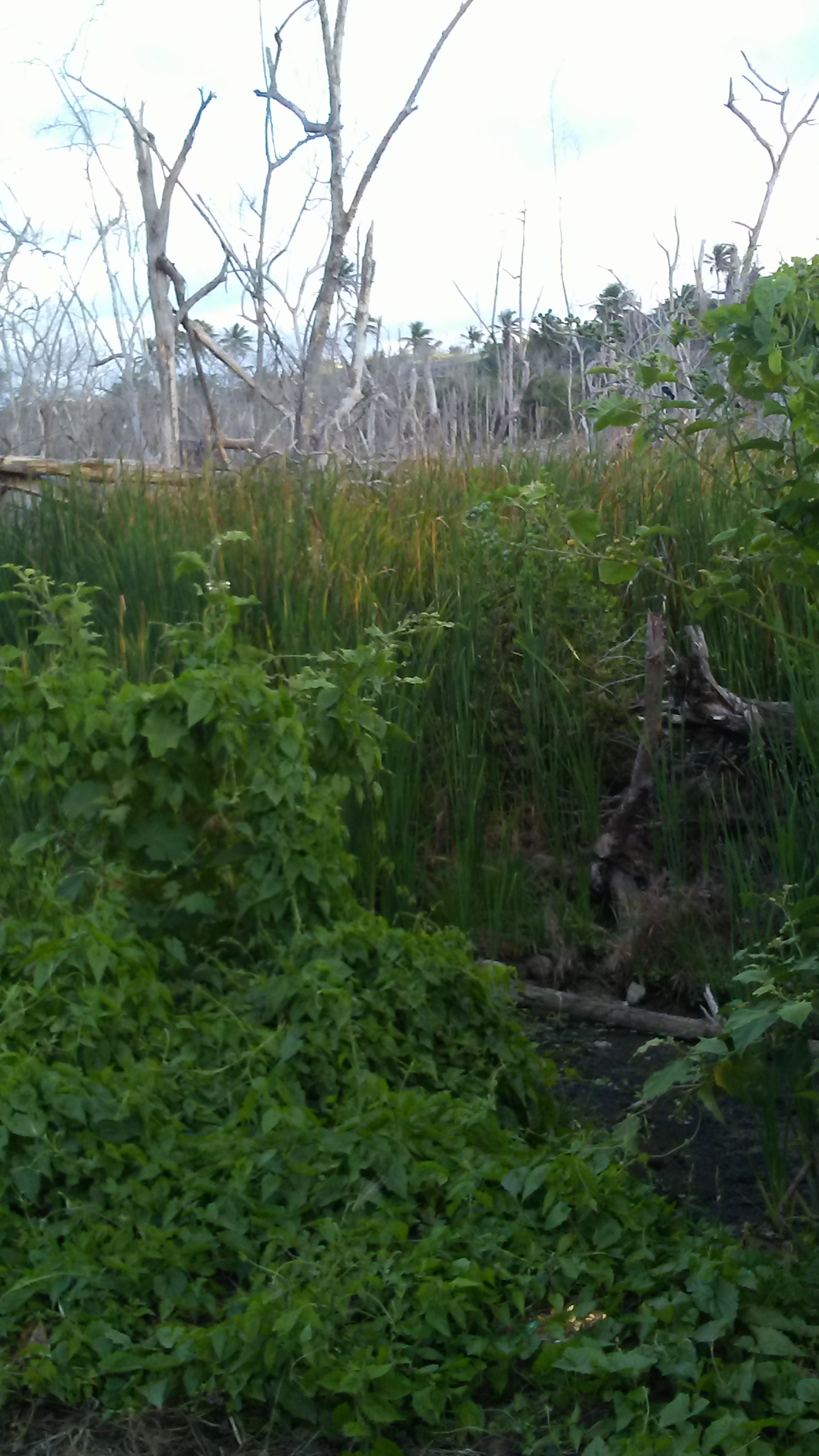 vegetation.jpg