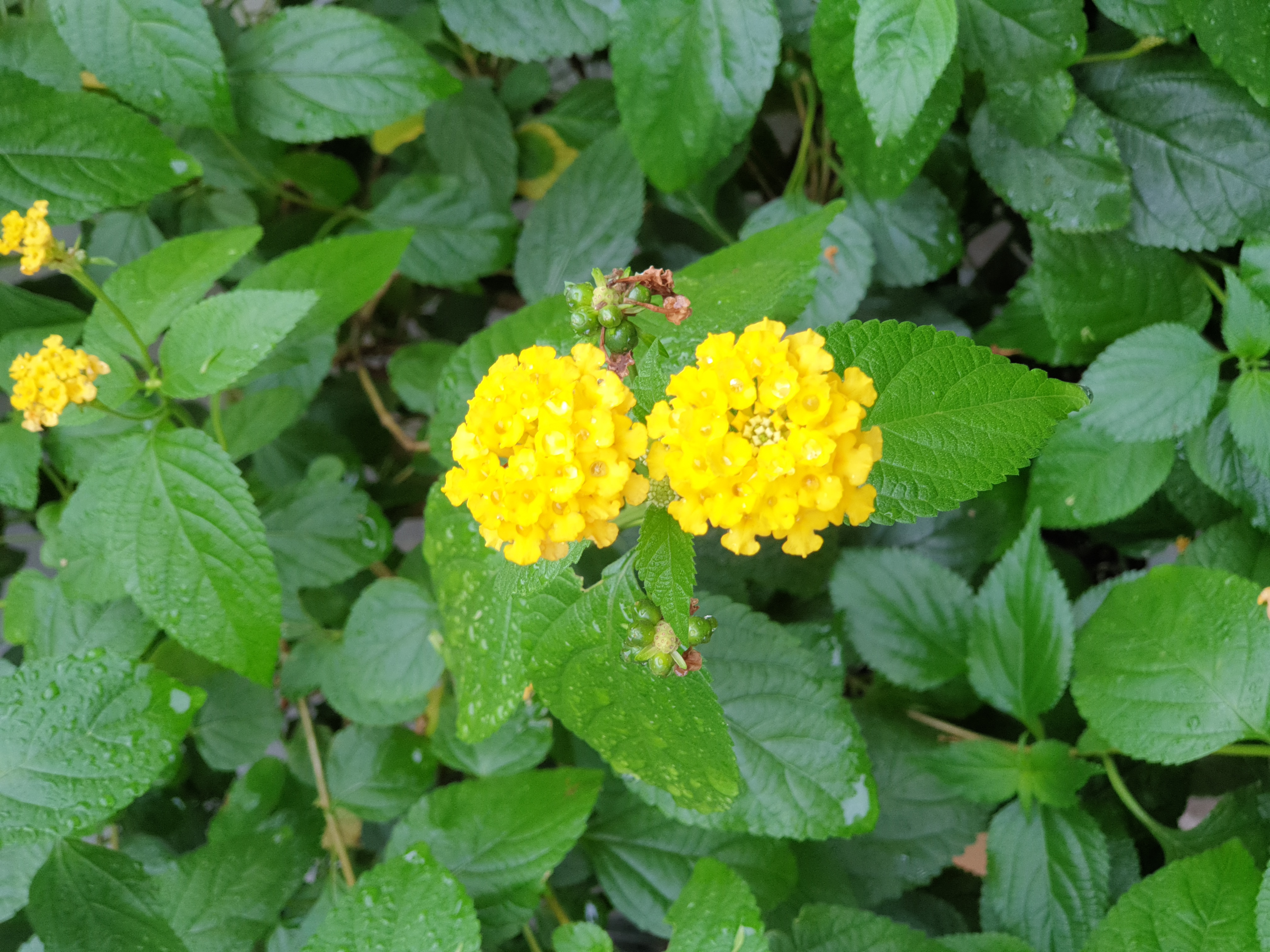 13201074.jpg