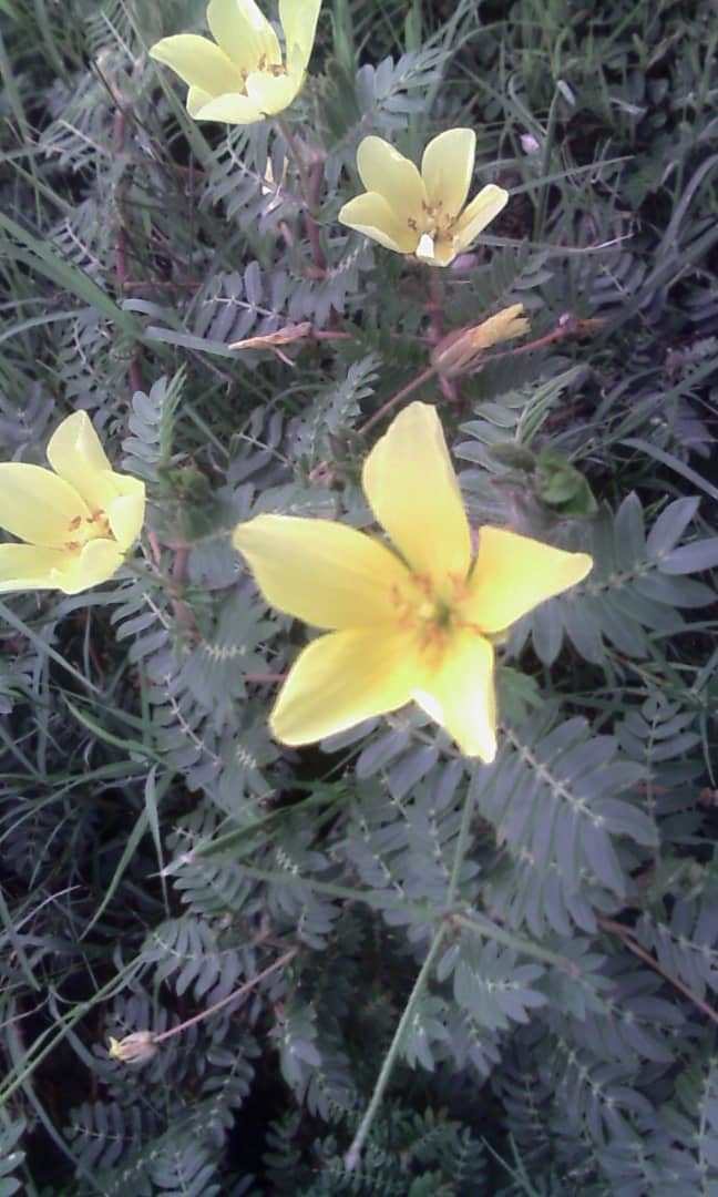IMG-20190629-WA0002.jpg