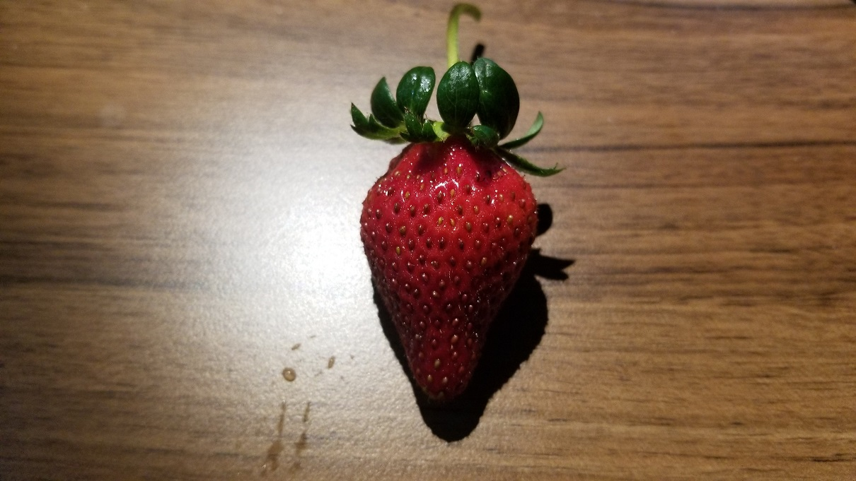 务农日记：收获草莓🍓 / Farming diary: Harvest strawberries