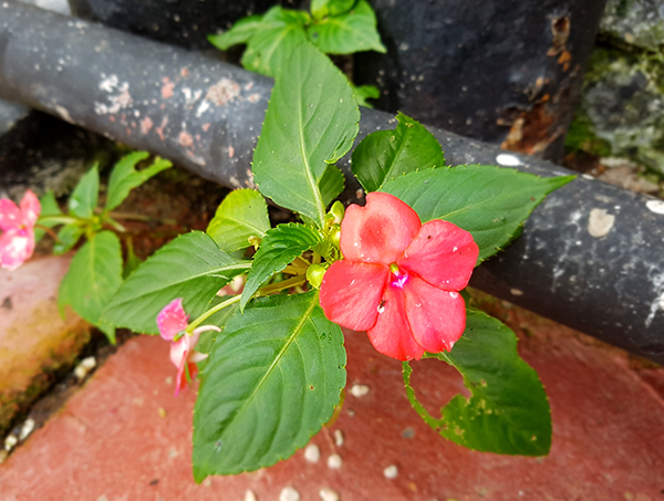 SH Flowers02.jpg