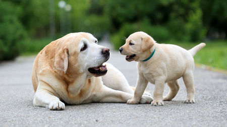 dogs_1280p_0.jpg