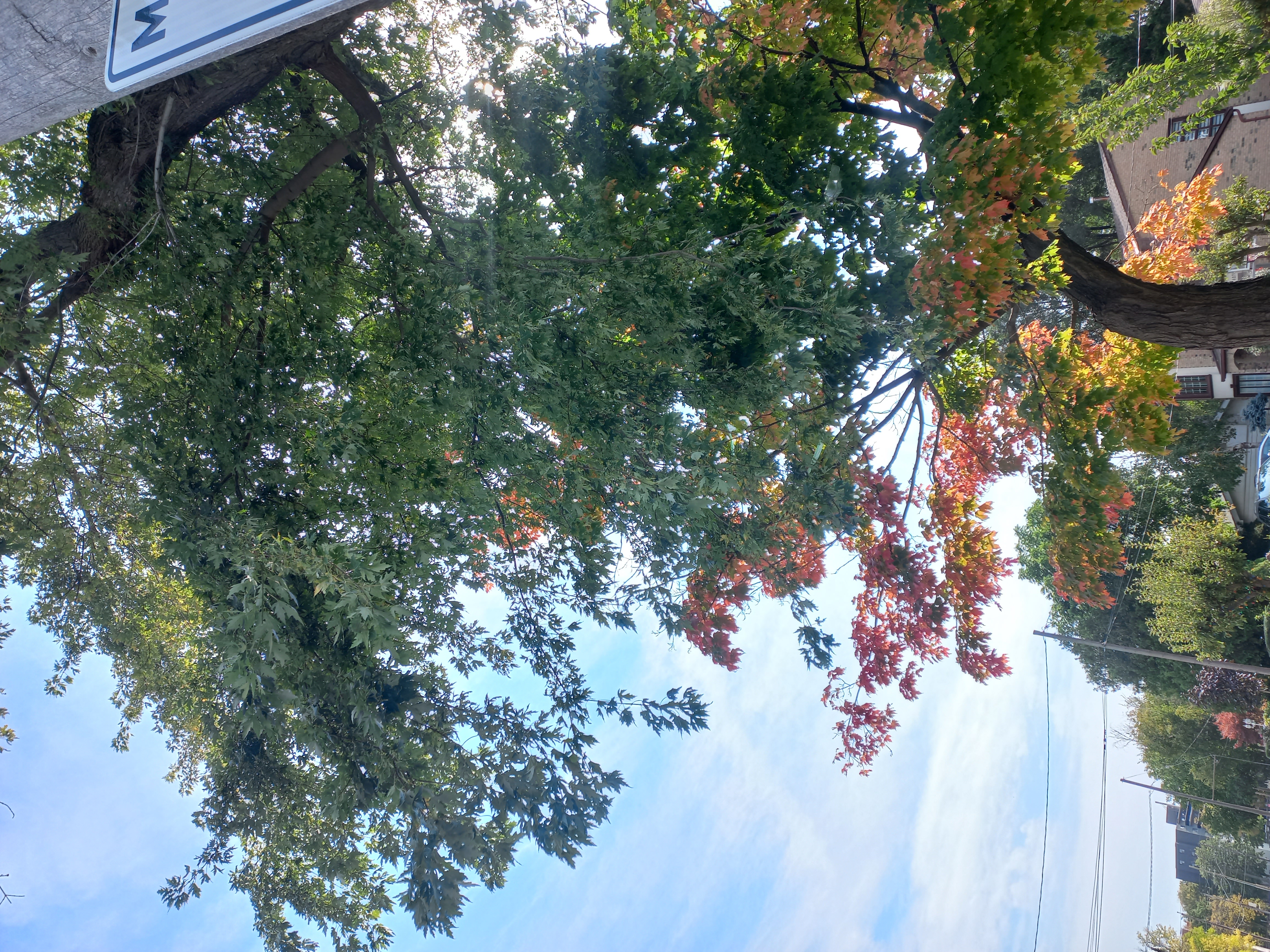 20241006_125959.jpg