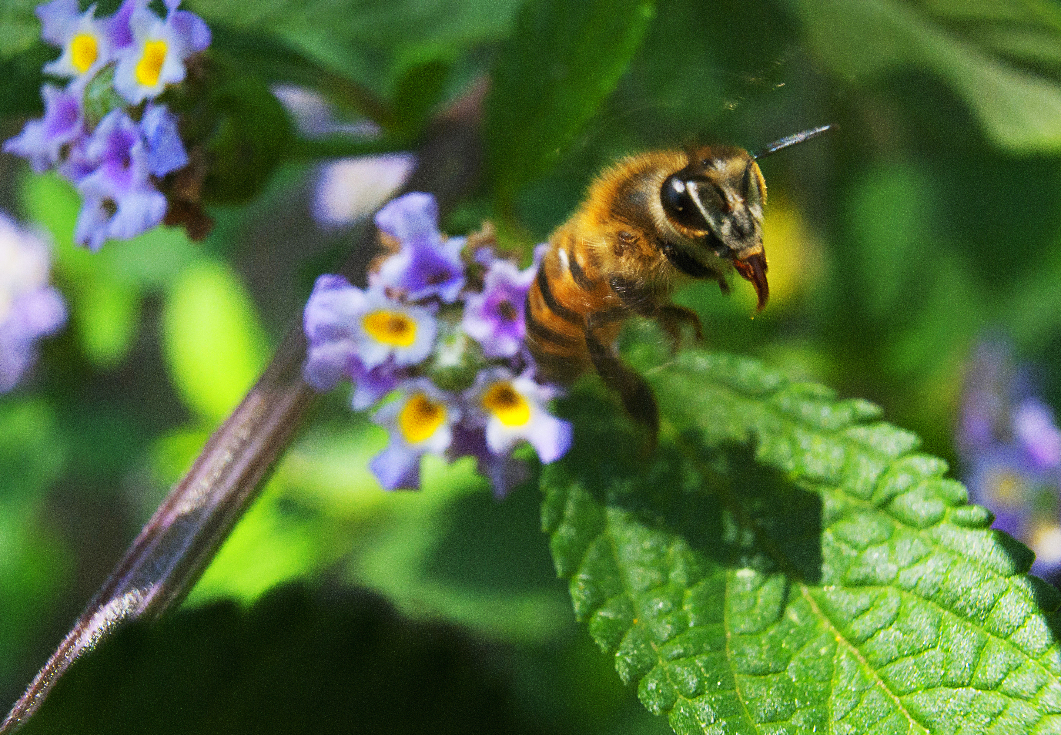 abeja copia.jpg
