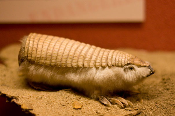 Pink Fairy Armadillo.jpg