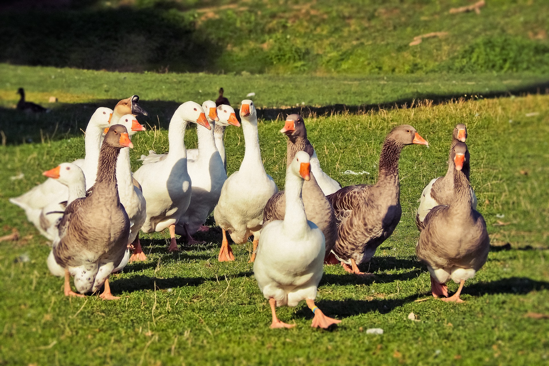 animal-3652135_1920.jpg