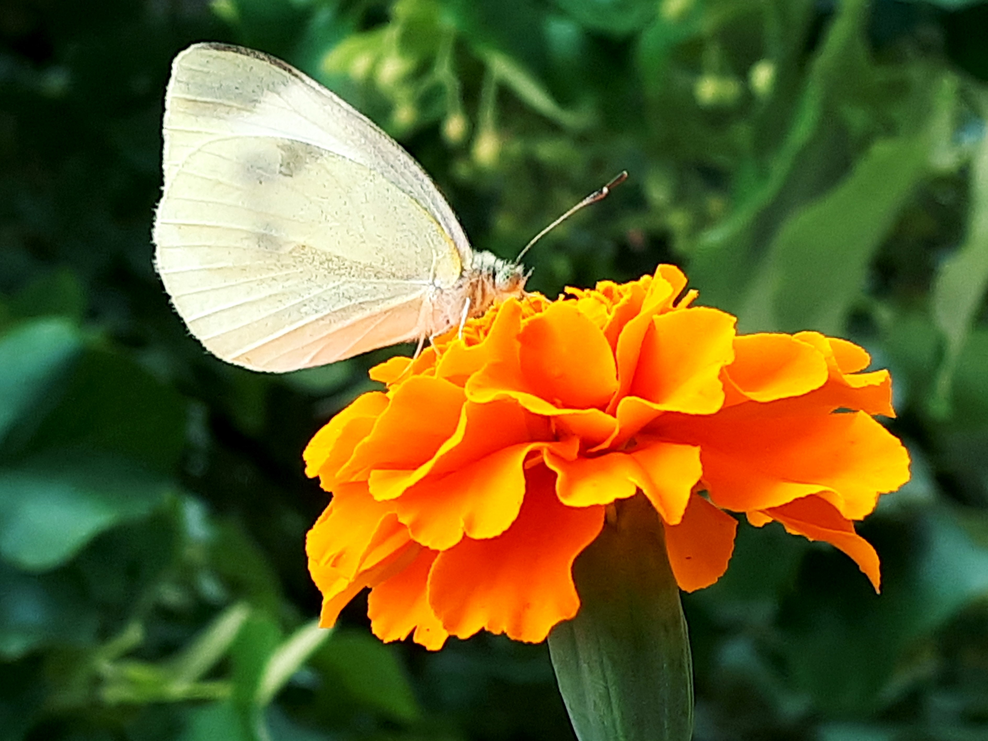 20190730_131043.jpg