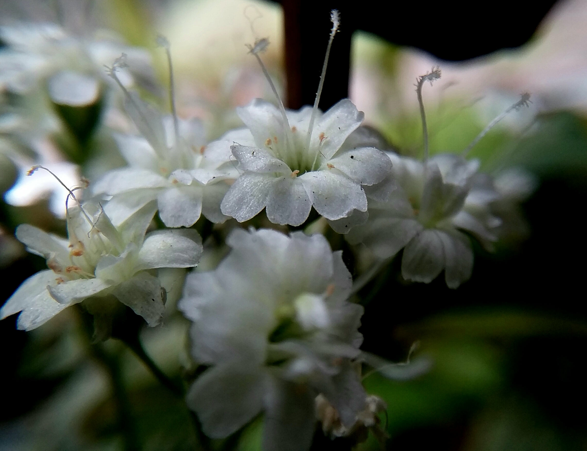 20190625_200149.jpg